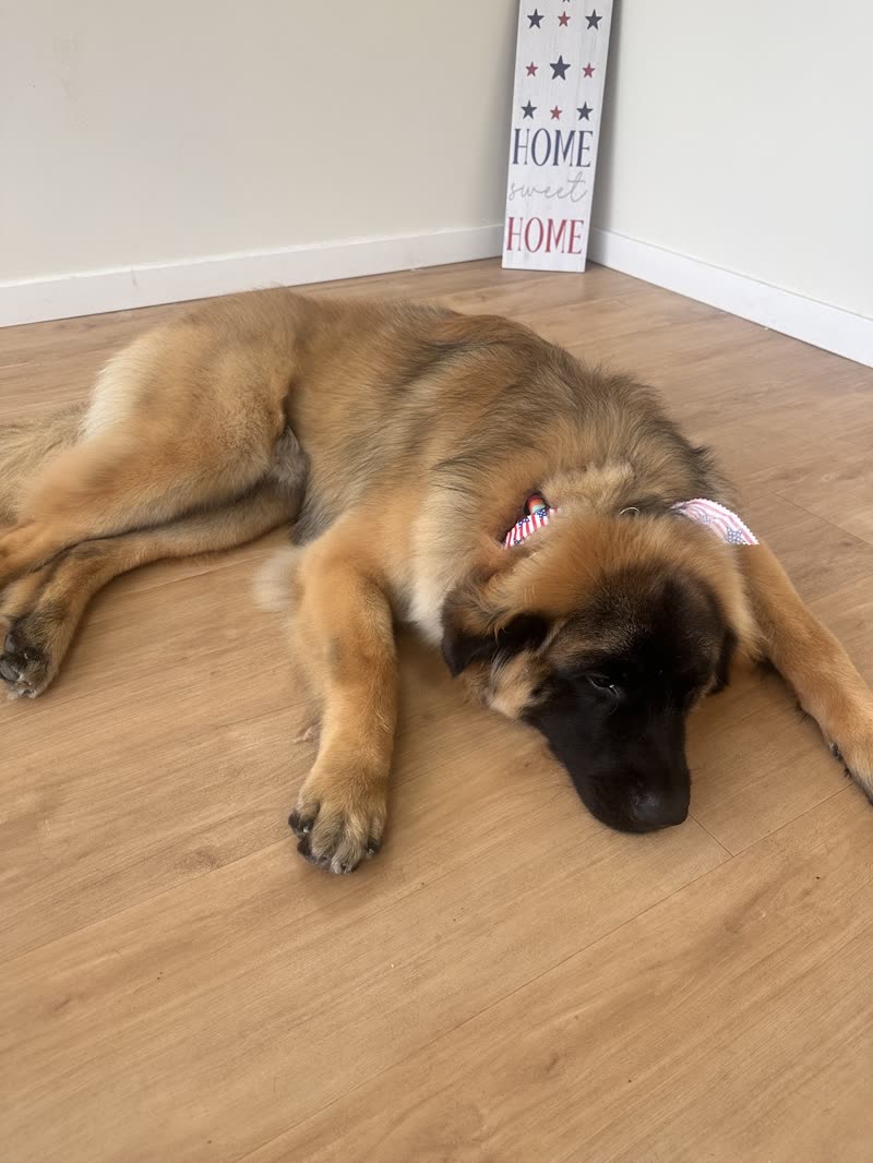 A large fluffy tan puppy asleep and stretched out on the salon's wooden floor