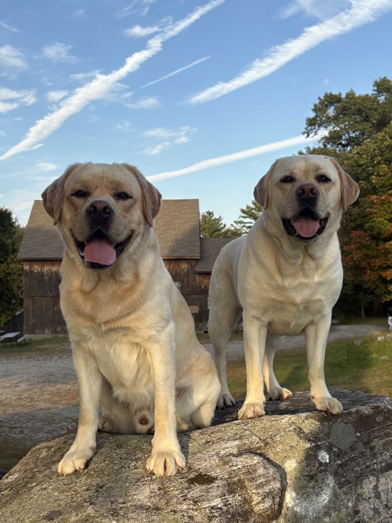 Two yellow labradors sitting together on a rock under a blue sky