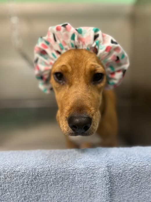 Close-up of a tan puppy in a floral shower cap resting on a towel