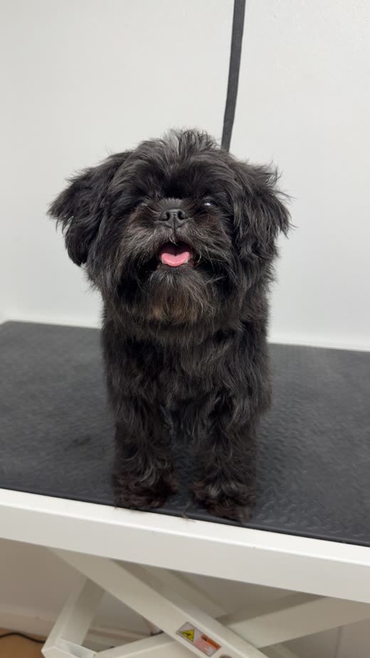 Small dark grey shaggy dog standing on the grooming table after a trim