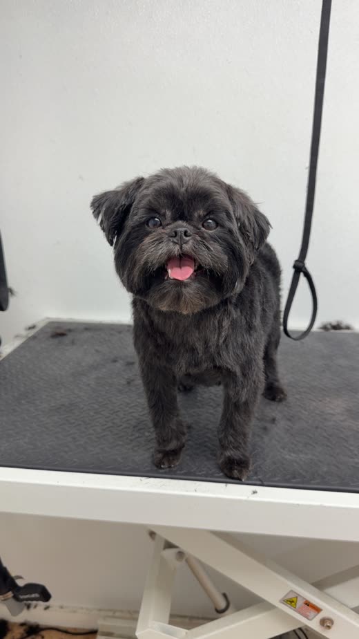 Grey scruffy small dog looking at the camera on the grooming table