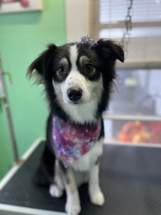 Black-and-white dog in a floral bandana and bow after its groom