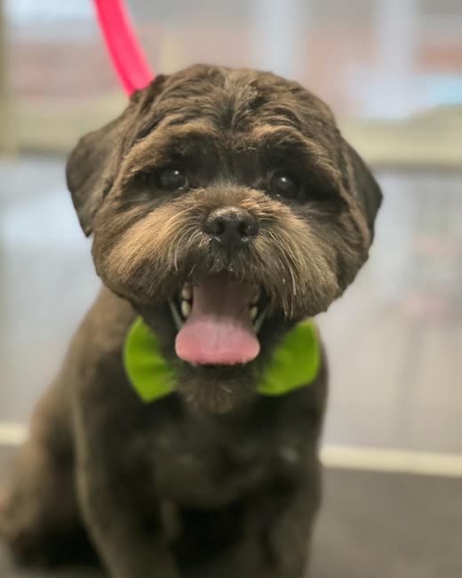 Freshly groomed brown shaggy dog in a lime-green bandana, tongue out